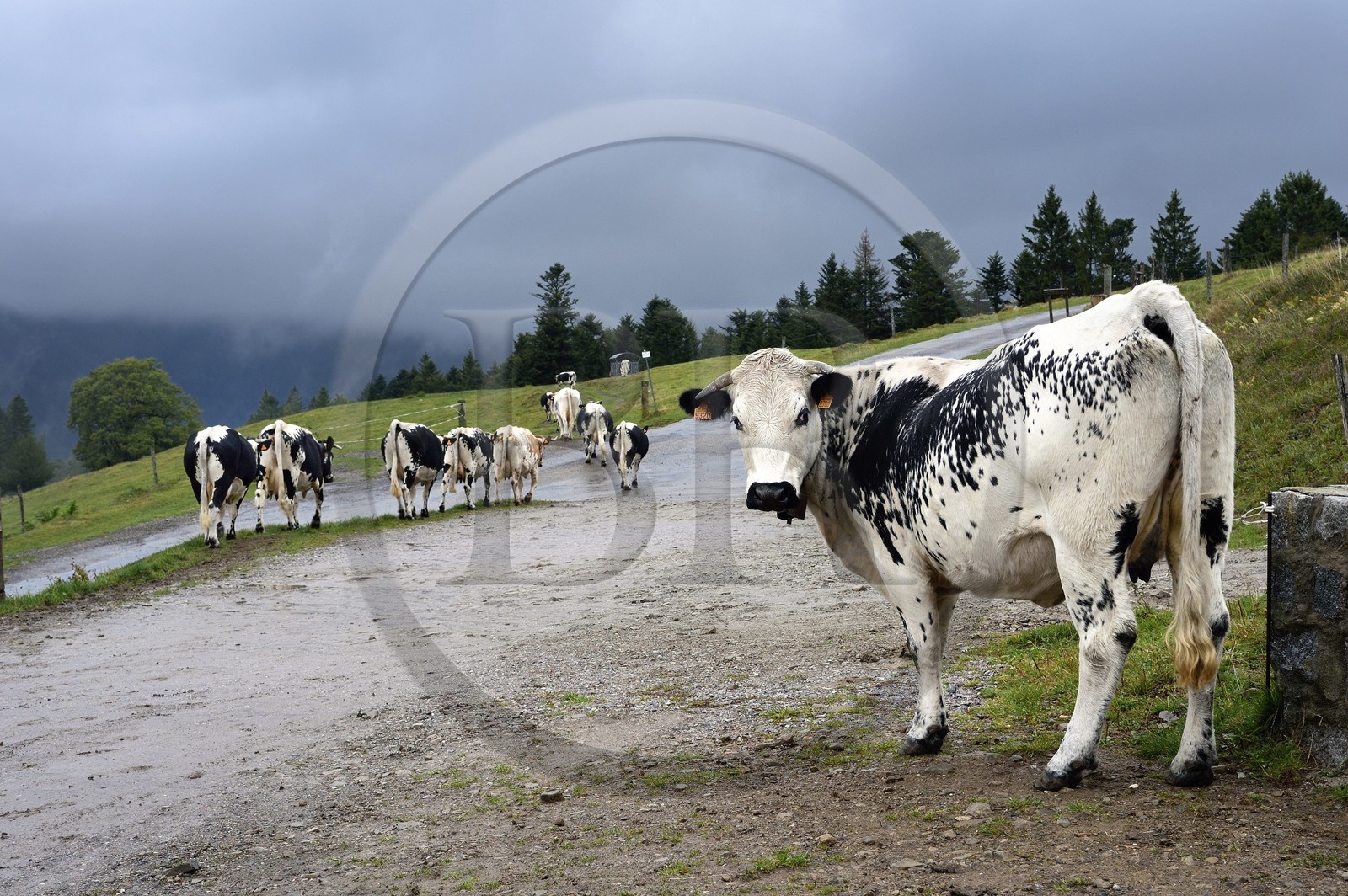 France, Haut-Rhin (68), Kruth, ferme auberge marcaire du Schafert, troupeau de vaches vosgiennes
