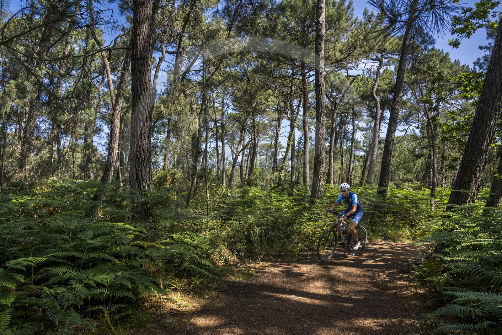 France, Côtes d'Armor (22), Grand Site de France Cap d'Erquy – Cap Fréhel, Sables-d'Or-les-Pins à Fréhel, cycliste sur le chemin de Grande Randonnée GR34 dans la  forêt de chêne et pins à l'Est de Sables d'Or