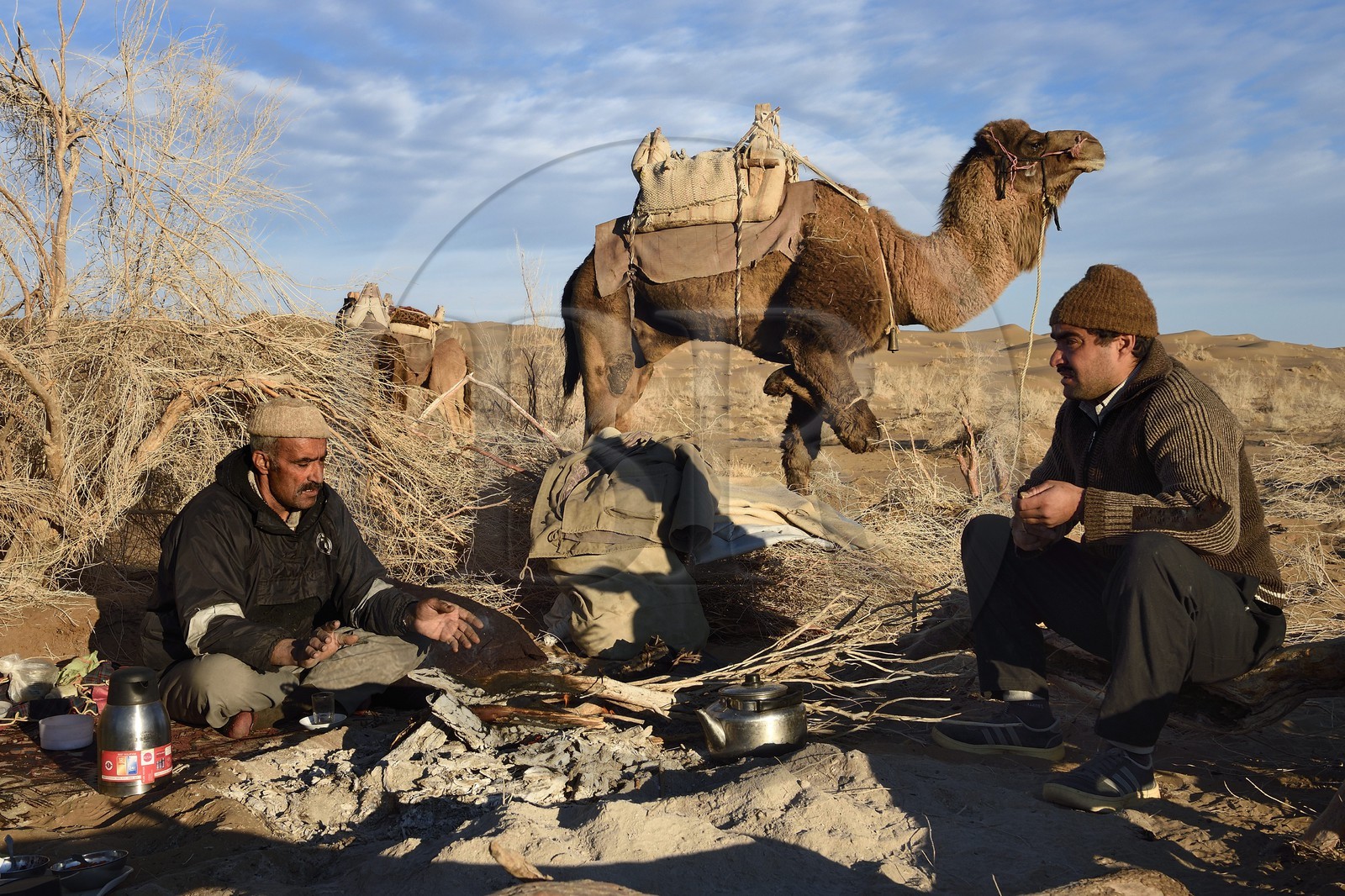 Iran, Province d'Ispahan, désert du Dasht-e Kavir, Mesr dans la région de Khur et Biabanak, le chamelier Ali Saraban et son fils avec leurs dromadaires au bivouac de Kuh e-Sefid