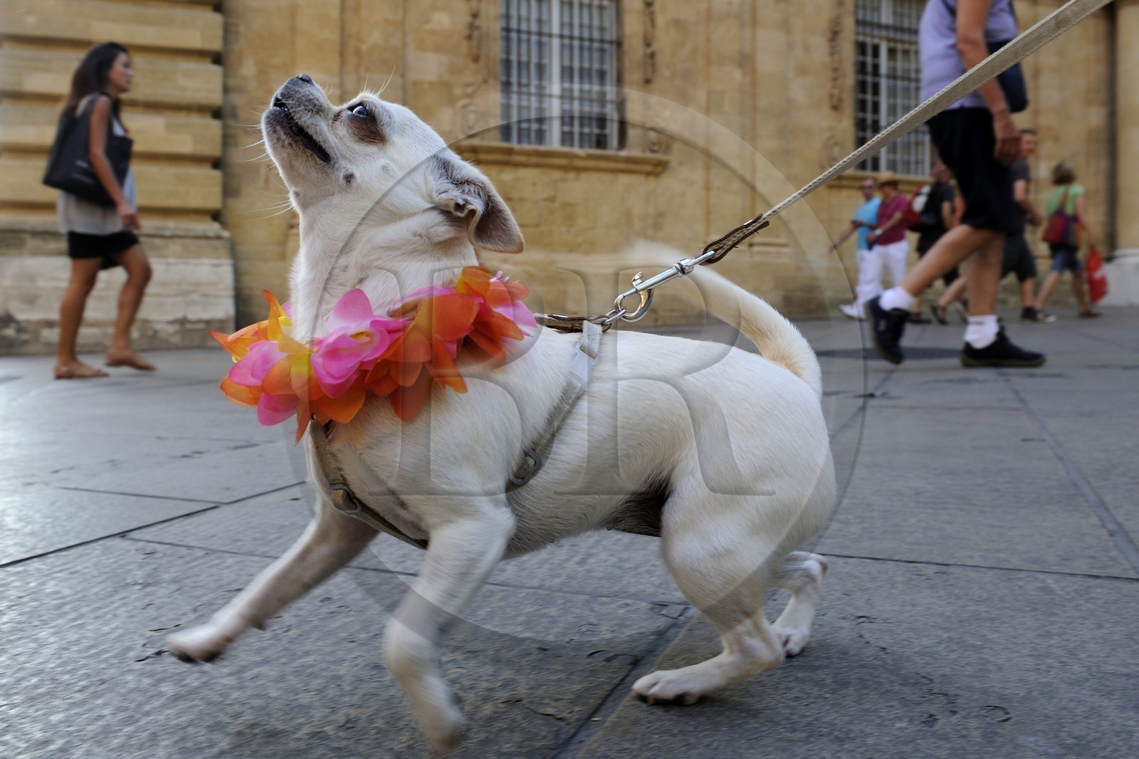 France, Bouches-du-Rhône (13), Aix-en-Provence, place de l'Hôtel de ville, Chihuahua à collier de fleur