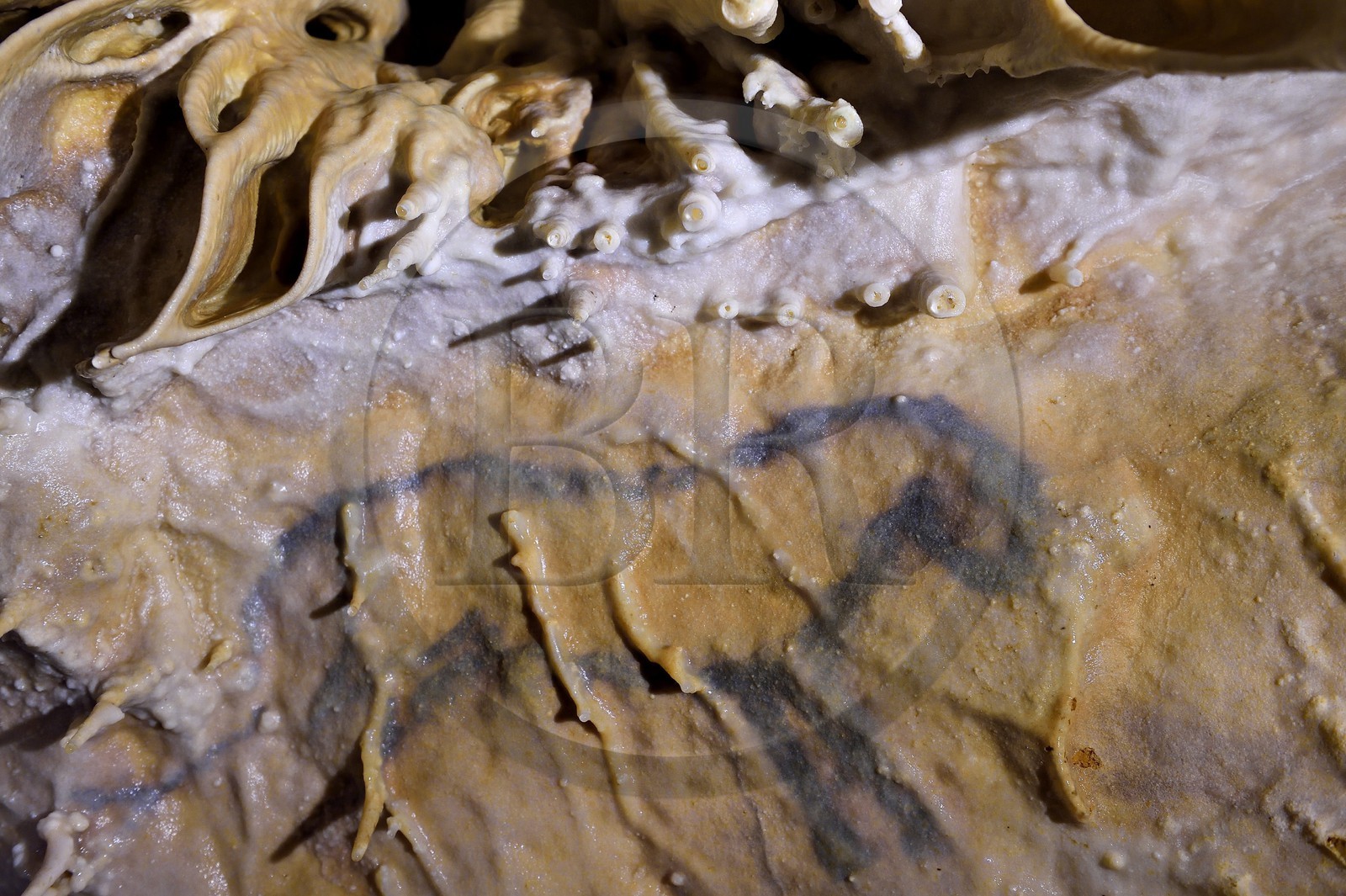 France, Dordogne, Perigord Vert, Villars, Villars Cave, Palaeolithic drawing called The small blue horse dated 17000 years (Magdalenian era)