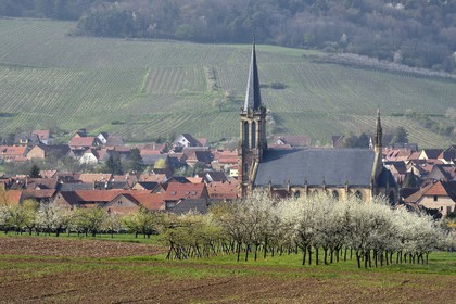 France, Bas Rhin, the Alsace Wine Route, Westhoffen, cherry blossoms and vineyard in April