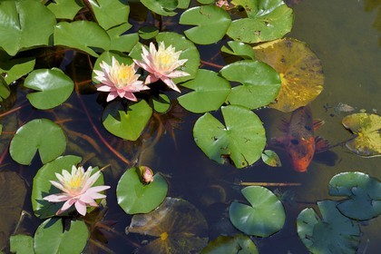 France, Alpes-Maritimes (06), Menton, jardin Serre de la Madone, nénuphar Joe Tomocik et carpe koï