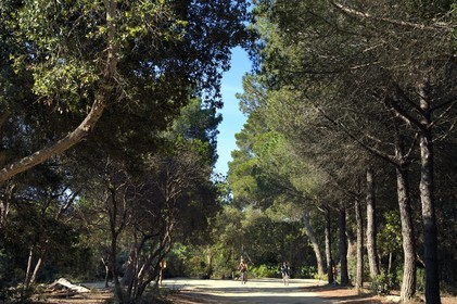 France, Var (83), Iles d'Hyères, parc national de Port Cros, Ile de Porquerolles, famille à bicyclette sur le chemin cotier