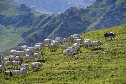 France, Alpes-Maritimes, Roya Valley (Nice hinterland), at the foot of the Mercantour National Park, Piedmonteese cow herd in alpine pasture at the col (pass) de Tende