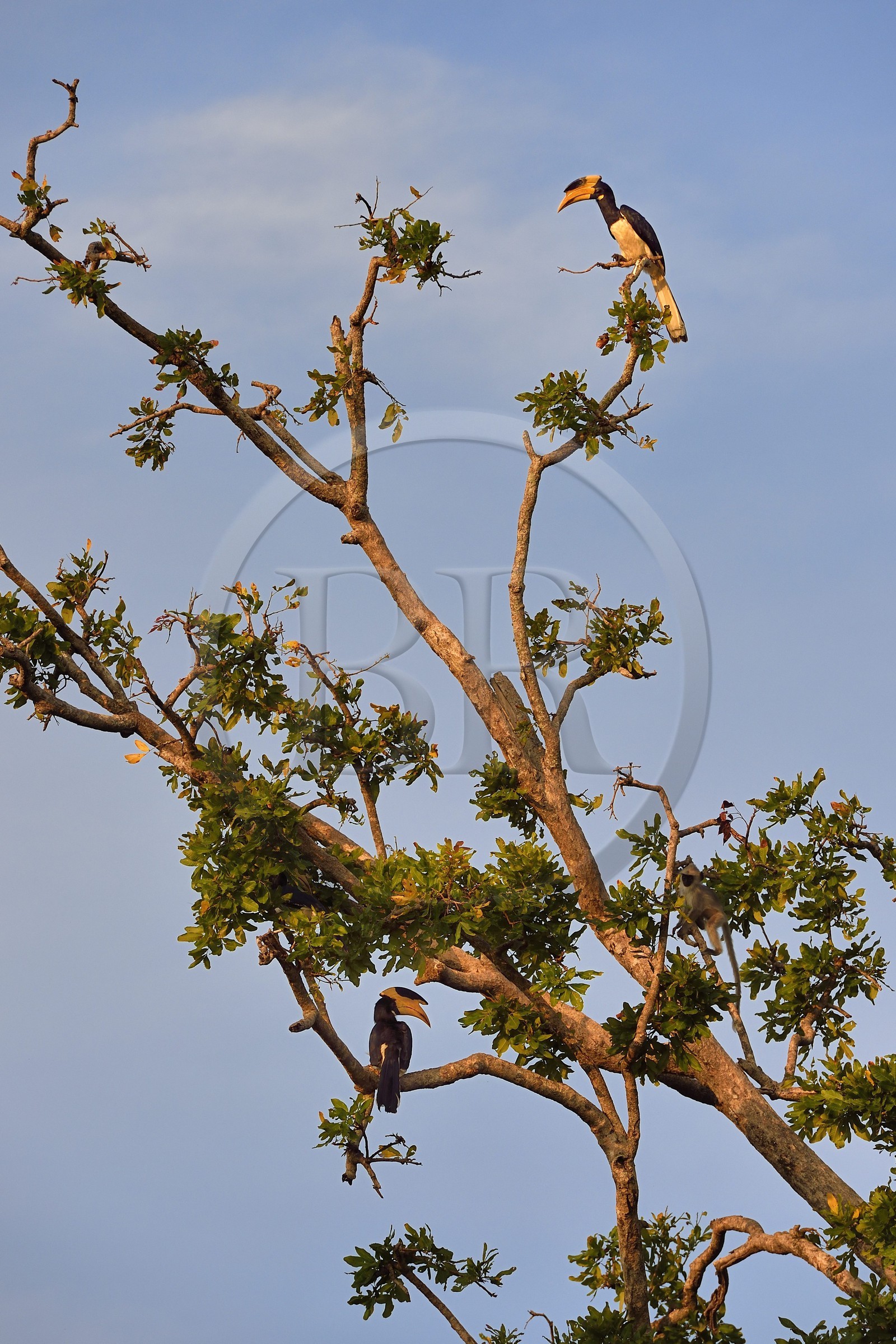 Sri Lanka, province d'Uva, Parc national d'Uda Walawe (Udawalawe National Park), Calao de Malabar (Anthracoceros coronatus)