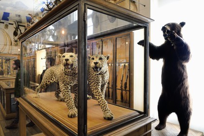 France, Paris, Le Marais District, Musee de la Chasse et de la Nature (Museum of hunting and nature) in the Hotel de Guenegaud
