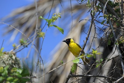 Tanzania, Selous Game Reserve is one of the largest fauna reserves of the world and designated a UNESCO World Heritage Site in 1982, Black-headed Weaver (Ploceus melanocephalus), also known as the Yellow-backed Weaver