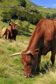 France, Cantal (15), monts du Cantal, Parc Naturel Régional des Volcans d' Auvergne, vache de race salers au pied du Puy-Mary