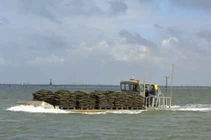 France, Charente-Maritime (17), le bassin Marrennes-Oléron au large de l'Ile d'Oléron, chaland à huîtres