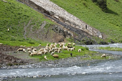 Géorgie, Kakheti, Parc national de Touchétie, vallée de la rivière Alazani dans les montagnes de Pirikiti, berger et son troupeau de moutons