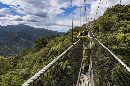 Rwanda, Province de l’Ouest, Colline Ibanda à Uwinka, Parc national de Nyungwe, le garde de African Parks Claver Mtoyinkima sur la Canopy walkway passerelle suspendue qui surplombe la canopée de la forêt tropicale à 70 mètres de haut