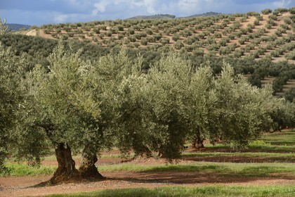 Spain, Andalusia, Jaén Province, olive groves south of Martos between Baena and Alcaudete