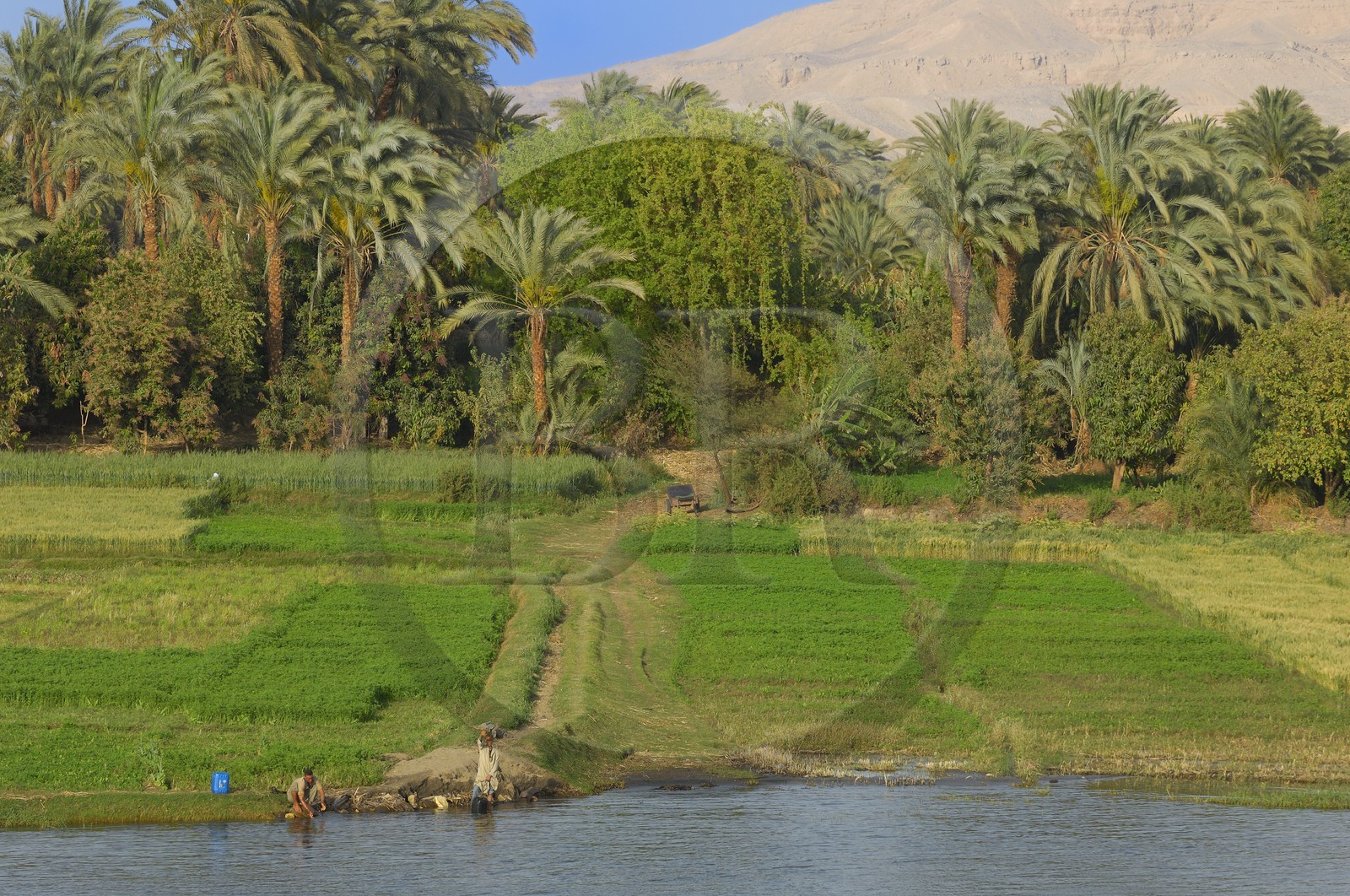 Egypte, Haute Egypte, vallée du Nil, le Nil entre Louxor et Esna