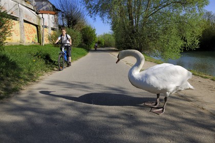 France, Val-de-Marne (94), les bords de Marne, Gournay-sur-Marne, un cygne sur la voie cyclable