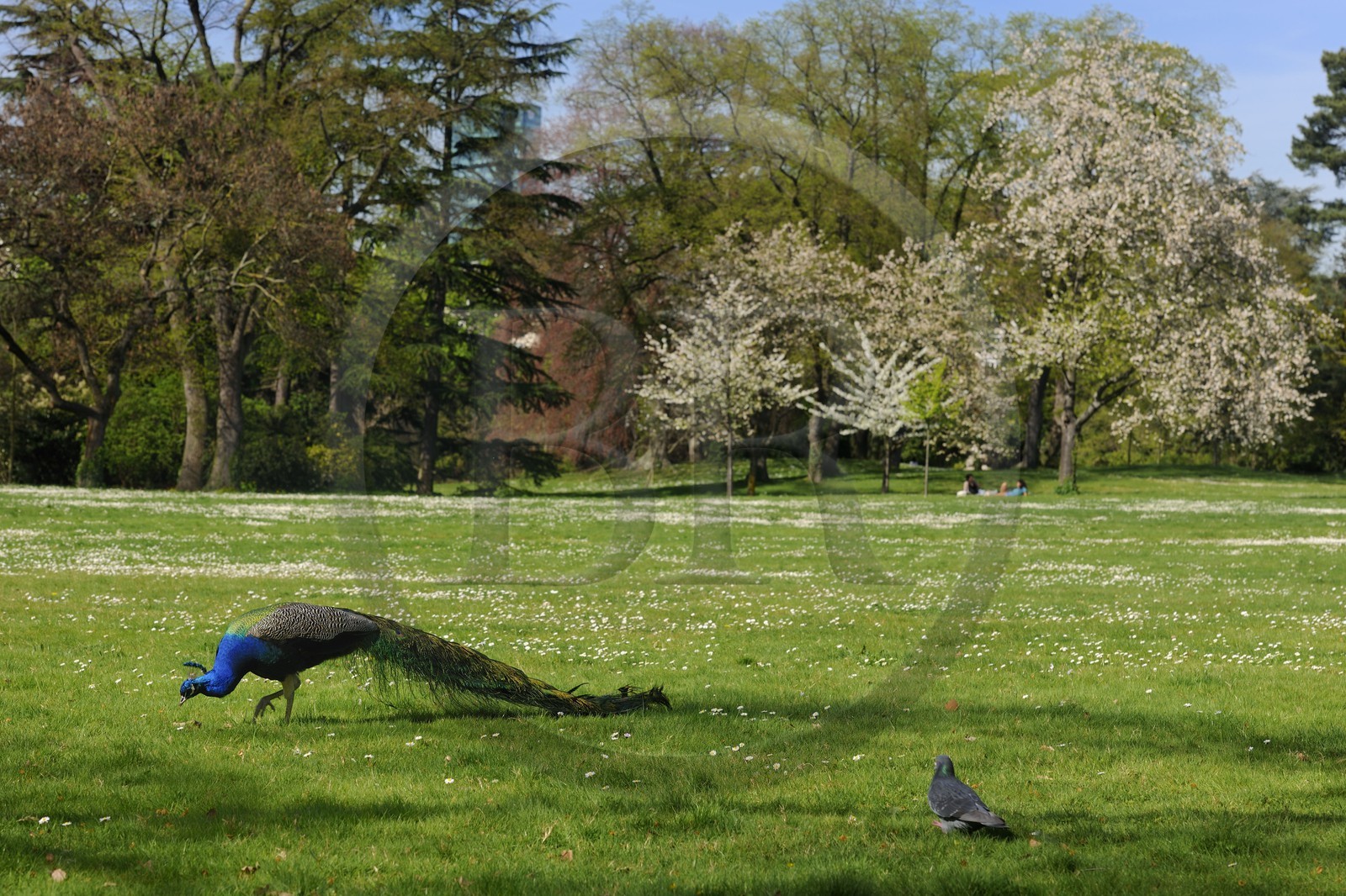 France, Paris (75), le Bois de Boulogne, parc de Bagatelle, paon