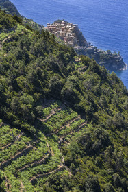 Italie, Ligurie, Cinque Terre, parc national des Cinque Terre classé Patrimoine Mondial de l'UNESCO, randonnée sur le sentier GR 586 passant dans le vignoble en terrasse entre Corniglia et Volastra au dessus de Manarola, le village de  Manarola en arrière plan