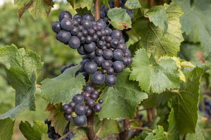 France, Cote d'Or, Climats terroirs of Burgundy listed as World Heritage by UNESCO, Cote de Beaune, Beaune, Hospices de Beaune plot Les Greves planted in 1er cru de Beaune, bunch of grapes a few days before the harvest