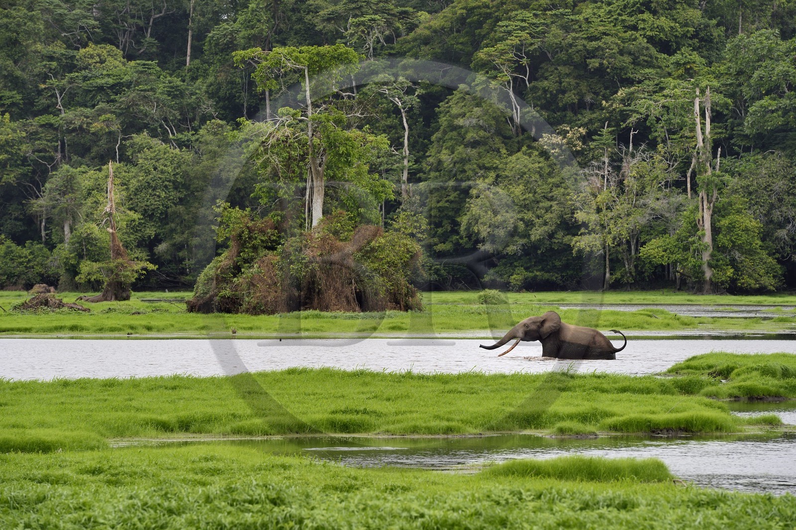 Gabon, province de Ogooué- Maritime, Parc National du Loango, site de Akaka dans la lagune du Fernan Vaz (Nkomi), éléphant de forêt d'Afrique (Loxodonta cyclotis)