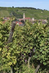 France, Haut-Rhin (68), Route des vins d'Alsace, Riquewihr, labellisé Les Plus Beaux Villages de France, grappe de raisin dans le vignoble