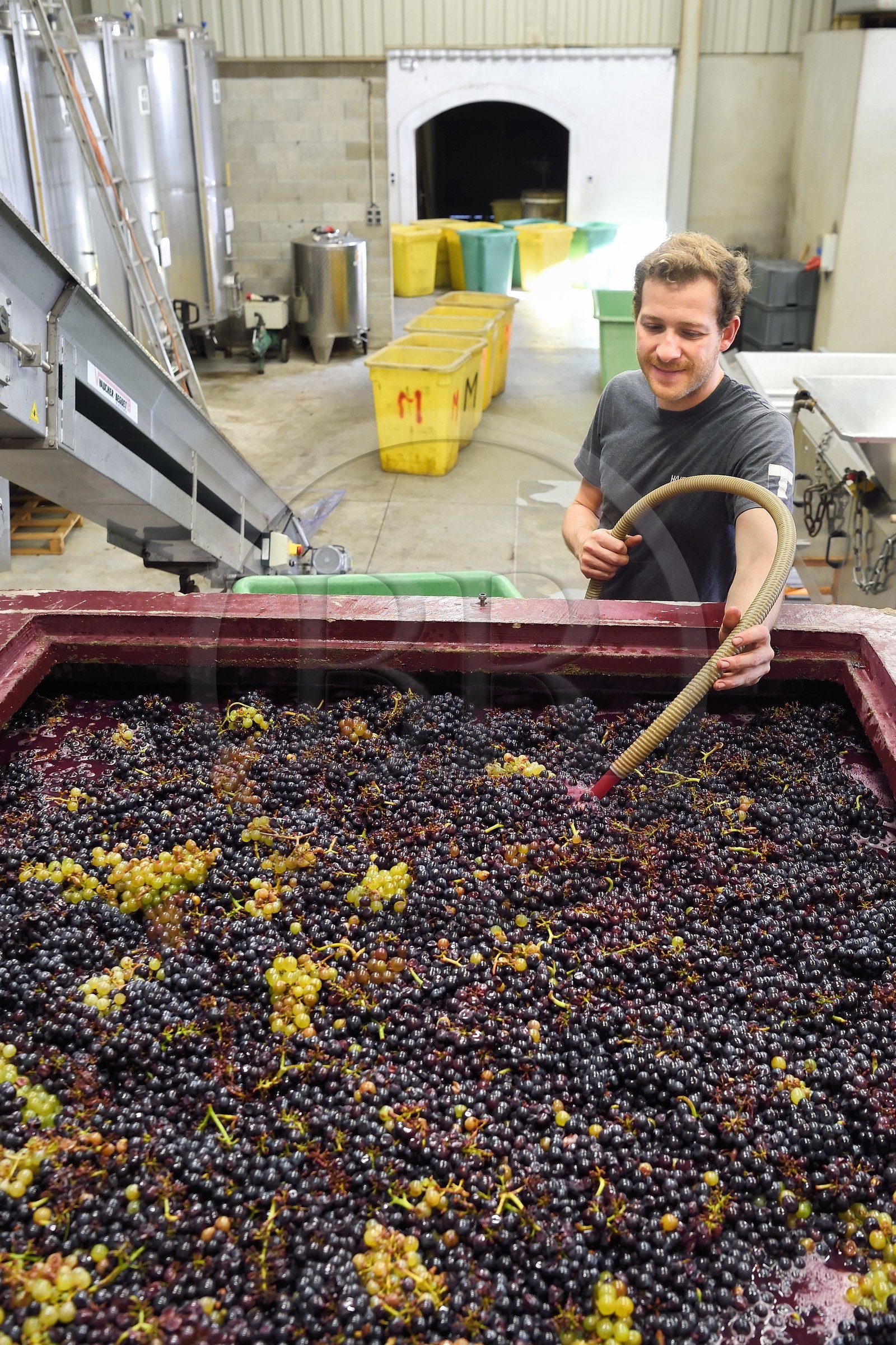 France, Haut Rhin, the Alsace Wine Route, Bergheim, Wine estate Marcel Deiss, fermentation of the grapes in a large tank, aeration of the grape must fermenting