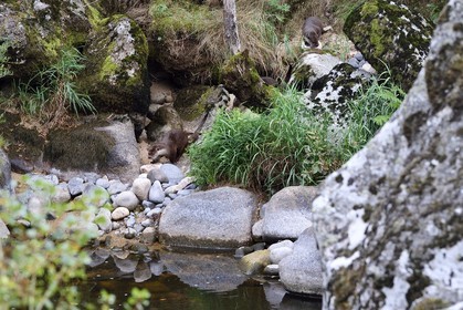 France, Lozere (48), Parc naturel régional de l'Aubrac (Aubrac Regional Nature Park), Saint Juery, the gorges of Bes river, European otters (Lutra lutra)