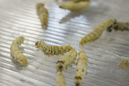 France, Gard, Monoblet, Atelier Sericyne is relaunching French sericulture, breeding silkworms and producing exceptional non-woven silk for the production of decorative objects