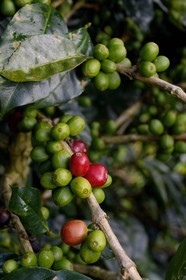 Panama, Chiriqui province, Boquete, Coffee Plantation Finca Lerida, catuai coffee beans