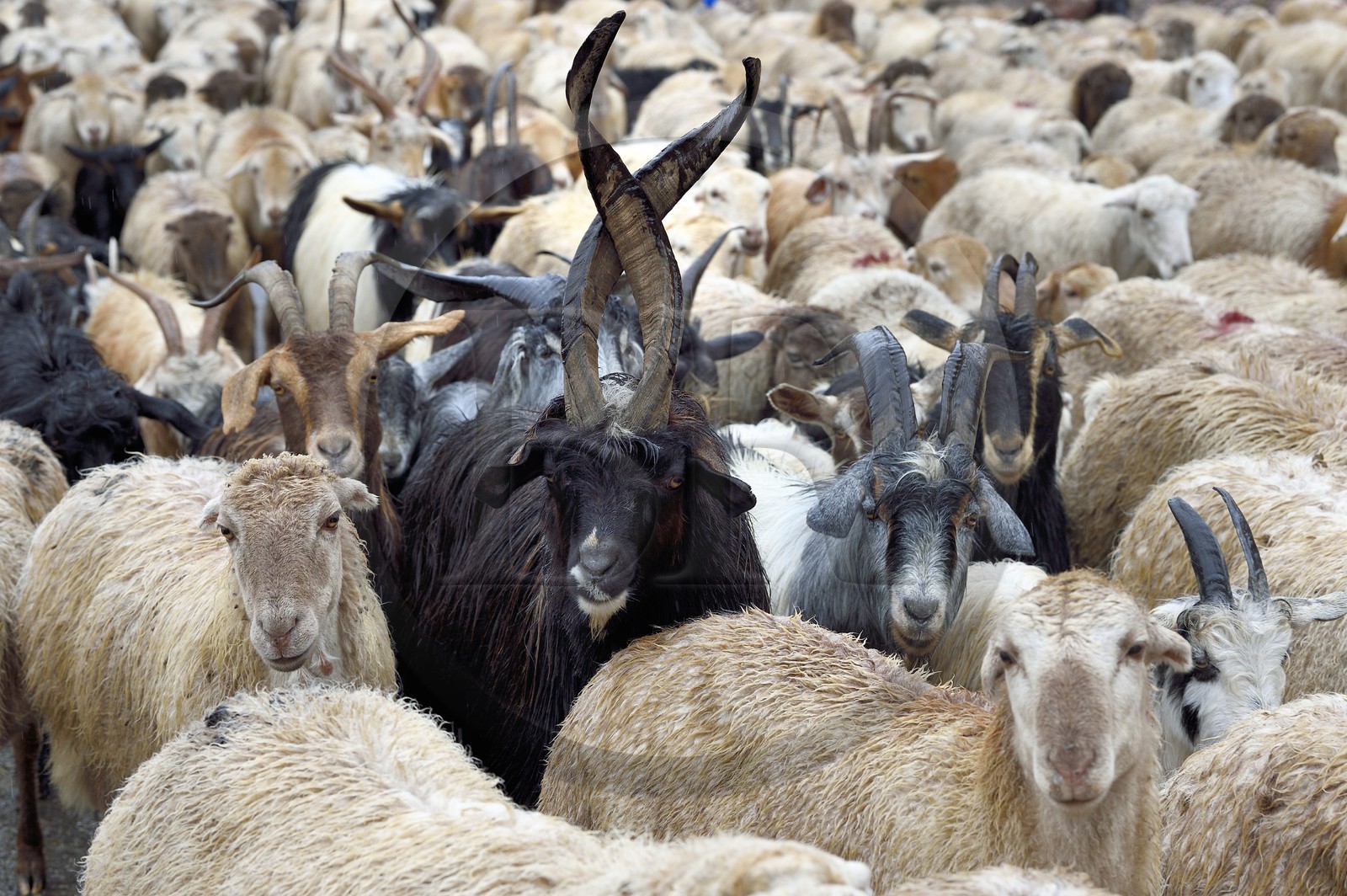 Azerbaïdjan, région de Ismailli, troupeau de moutons et de chèvres en transhumance sur la route descendant de Lahij (Lahic)