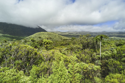 France, Ile de la Reunion, Parc National de la Réunion classé Patrimoine Mondial de l'UNESCO, La Plaine des Palmistes, forêt de Bébour, fougères arborescentes (Cyathea glauca) et le Piton Bébour en arrière plan (vue aérienne)