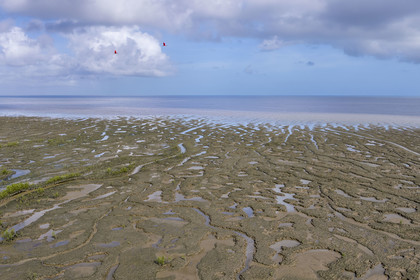 France, Guyane, Cayenne, la mangrove a pris position sur les bancs d'alluvions entrainés des montagnes des Andes par le fleuve Amazone et entoure la totalité de la presqu'île de Cayenne, dans une période cyclique future elle disparaitra complétement pour à nouveau laisser place à la mer, ibis rouge en vol (vue aérienne)