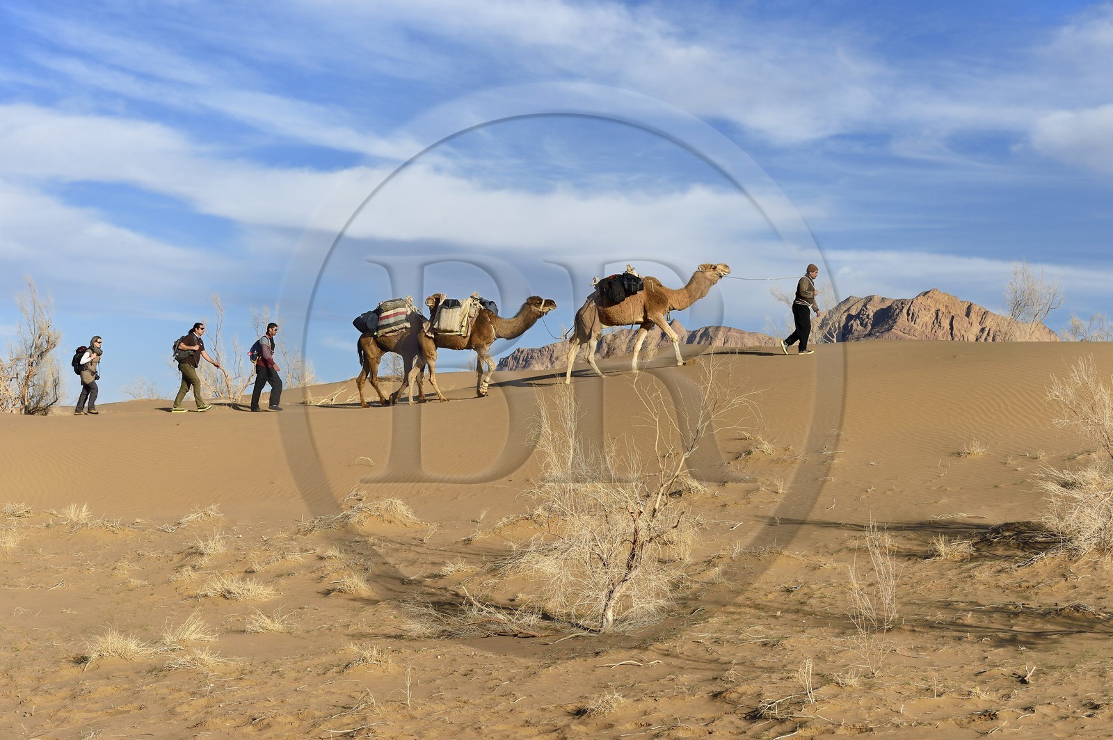 Iran, Province d'Ispahan, désert du Dasht-e Kavir, Mesr dans la région de Khur et Biabanak, caravane de dromadaires lors d'une randonnée chamelière