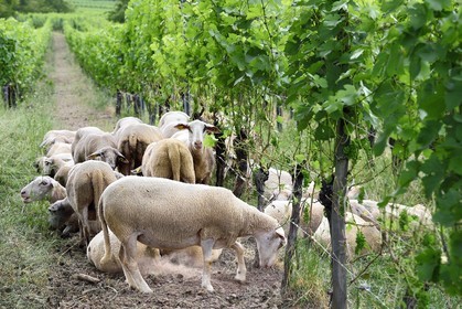 France, Bas Rhin, the Alsace Wine Route, Traenheim, Wine estate MULLER Charles & Fils, the folivorous sheep between the vines allow an organic maintenance