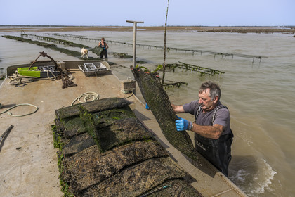 France, Charente Maritime, Oleron island, Dolus d’Oléron, the parks of the Marennes-Oléron basin in the Pertuis d'Antioche, Nadia Quillet and her husband Eric collect bags of crassostrea gigas in their oyster beds during the ebb tide