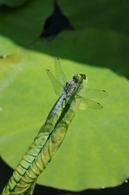 France, Herault, Montpellier, the Jardin des Plantes (botanical garden), dragonfly on a lotus leaf