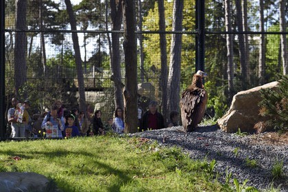 France, Paris (75), Le Parc zoologique de Paris (Zoo de Vincennes), le vautour fauve (Gyps fulvus) dans la biozone européenne