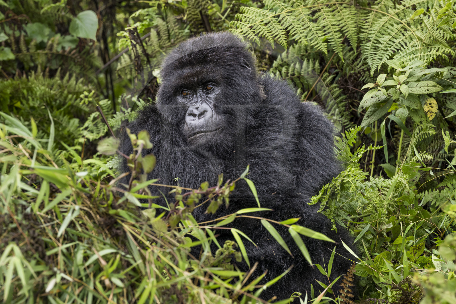 Rwanda, Province du Nord, Parc National des Volcans dans la chaine des Monts Virunga, mont Karisimbi, gorille des montagnes (Gorilla beringei beringei) du groupe Susa