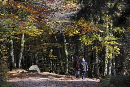 France, Haut-Rhin (68), la route des Crêtes, randonneurs dans la forêt de la réserve naturelle de Tanet-Gazon-du-Faing