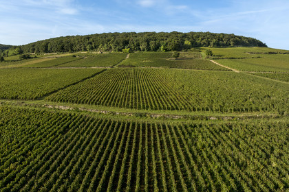 France, Cote d'Or, Climats terroirs of Burgundy listed as World Heritage by UNESCO, Route des Grands Crus, Cote de Beaune vineyard at Savigny-les-Beaune (aerial view)