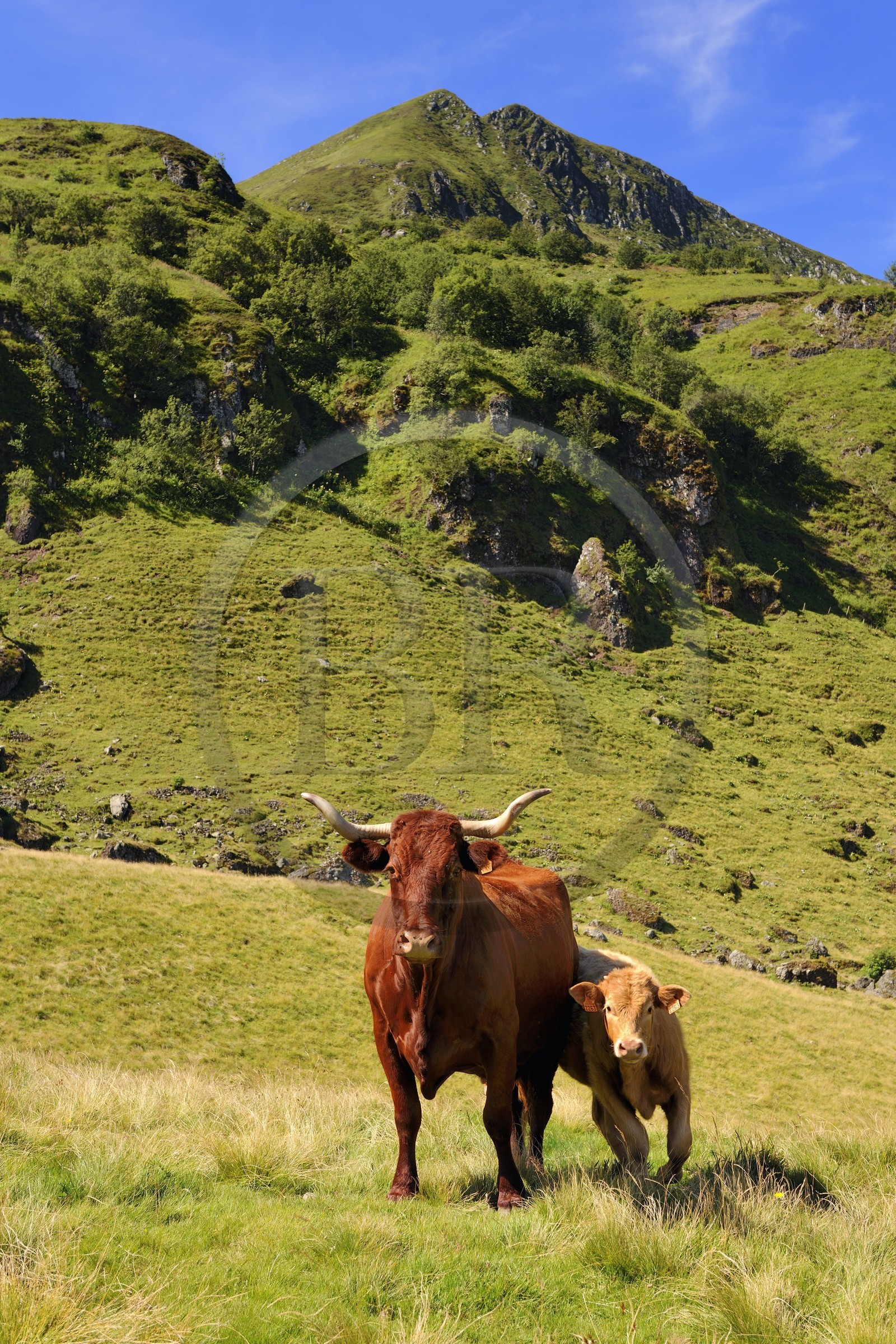 France, Cantal, monts du Cantal, Parc Naturel Régional des Volcans d'Auvergne (regional nature park of Auvergne volcanoes), cow of salers breed at the foot of Puy-Mary
