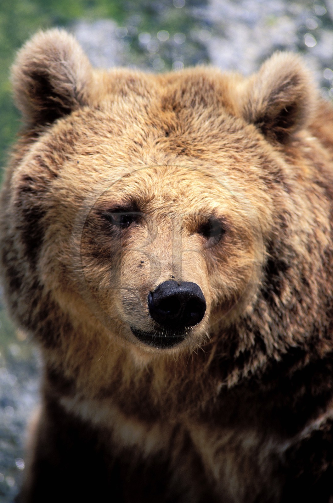 France, Hautes-Pyrénées (65), Saint-Lary-Soulan, ours brun à la maison de l' ours