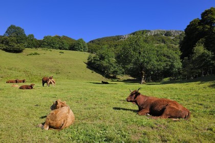 France, Cantal (15), monts du Cantal, Parc Naturel Régional des Volcans d' Auvergne, la vallée de la Jordanne vers Mandaille-Saint-Julien, vaches de race salers