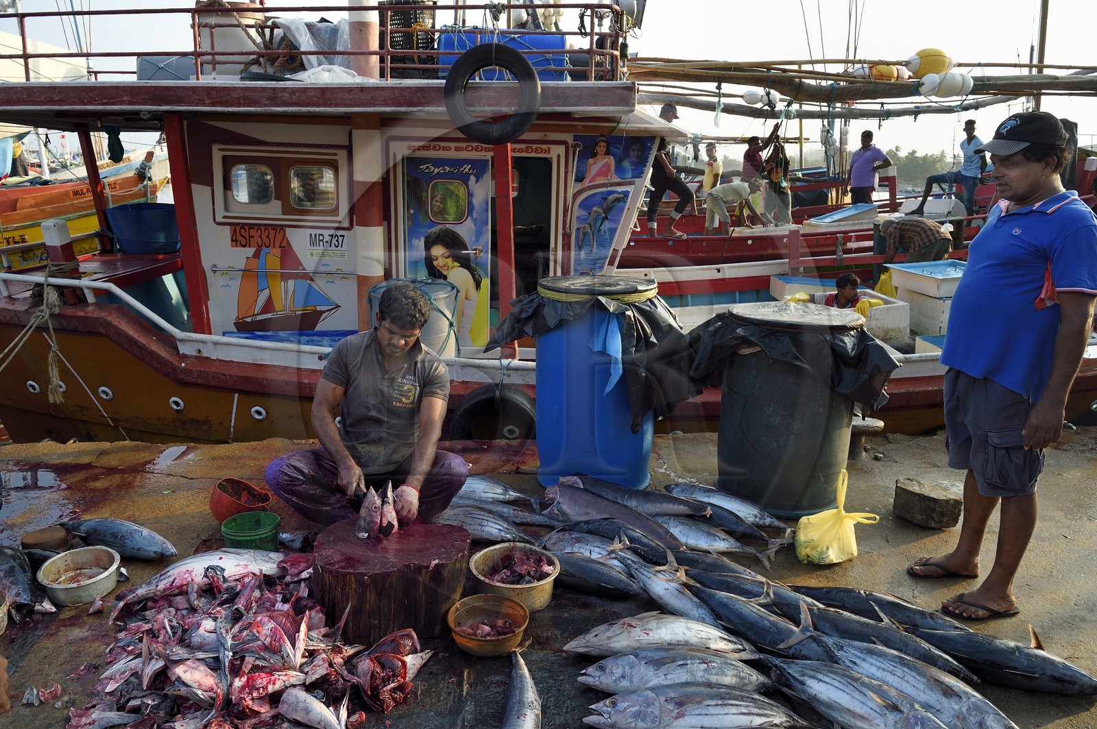Sri Lanka, Province du Sud, Matara (district), Weligama, port de pêche de Mirissa, découpe du thon fraichement pêché sur le quai