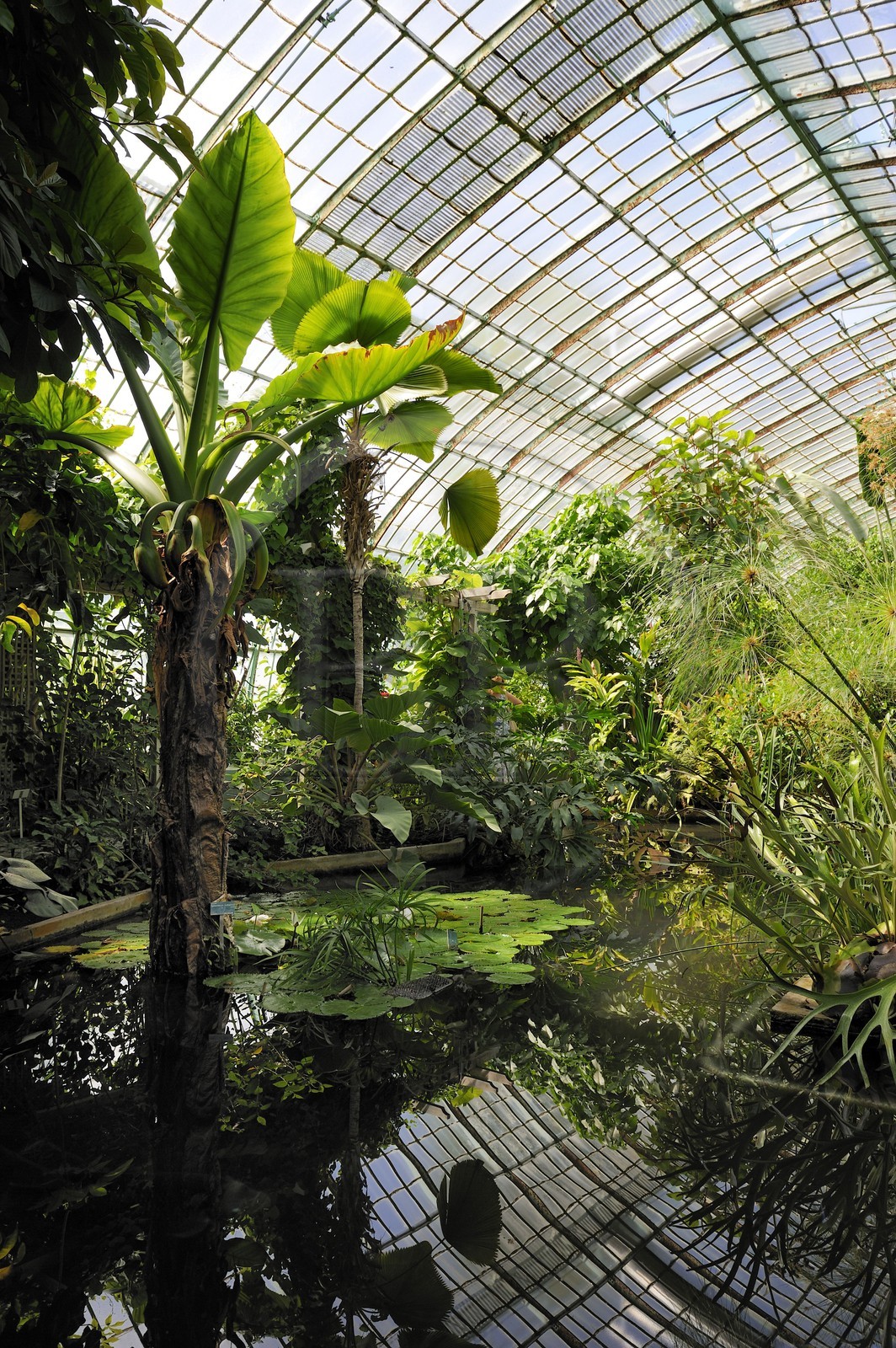 France, Paris (75),  Jardin des Serres d'Auteuil, la grande serre