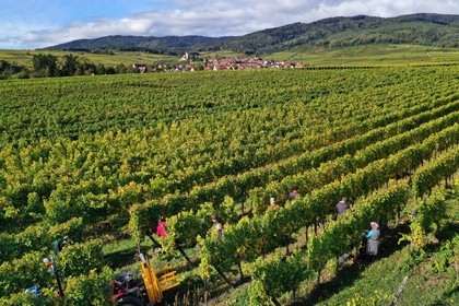 France, Haut-Rhin (68), Route des vins d'Alsace, Ribeauvill