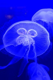 Principauté de Monaco, Monaco, le musée océanographique, méduses