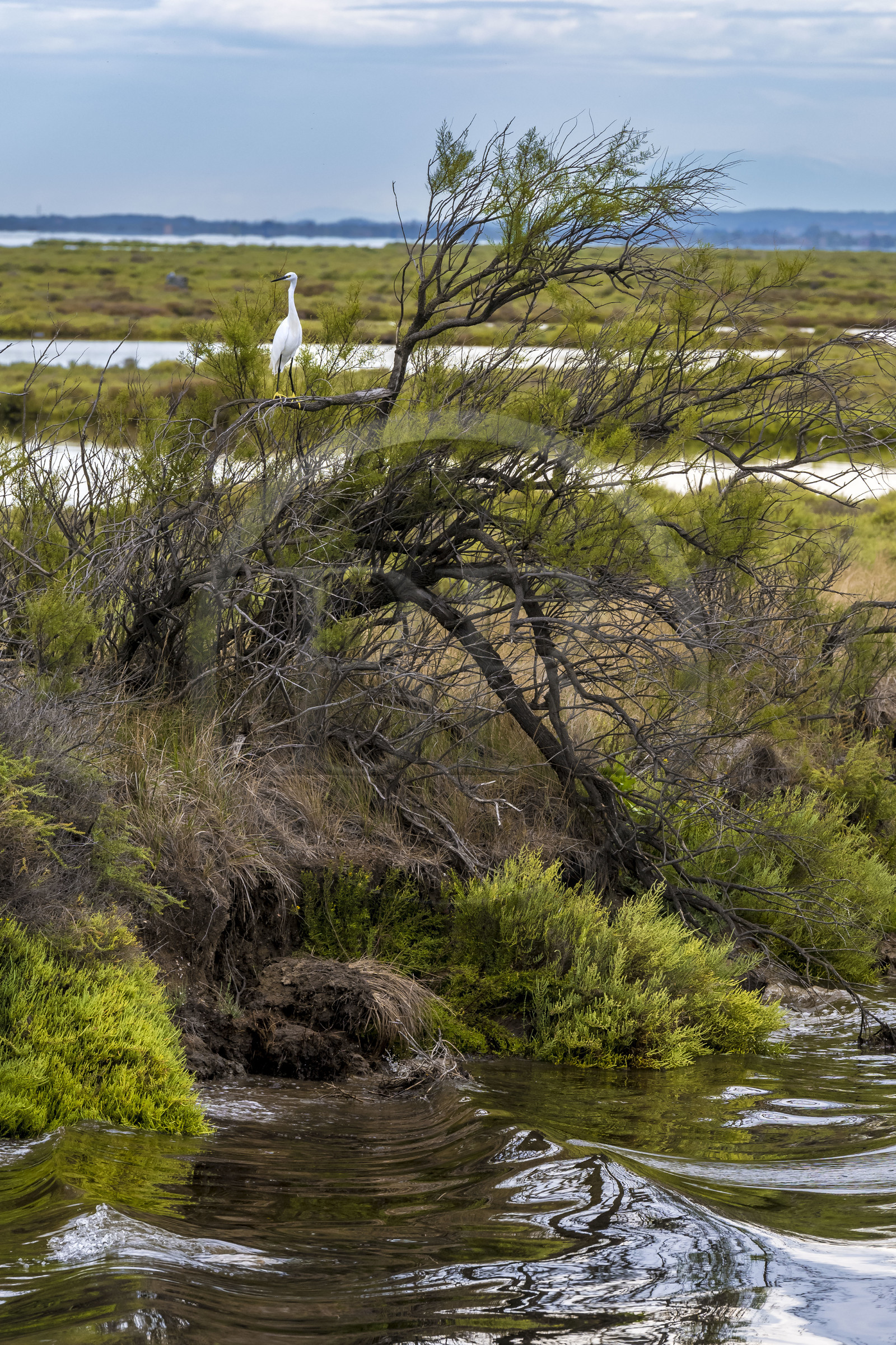 France, Hérault (34), La Grande-Motte, canal du Rhône à Sète, aigrette garzette (Egretta garzetta) en bordure de l'étang de l'Or