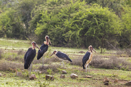 Rwanda, Parc national de l'Akagera, marabout d'Afrique (Leptoptilos crumenifer)
