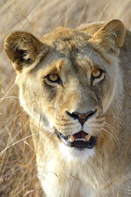 Zimbabwe, Midlands Province, Gweru, Antelope Park home to ALERT (African Lion and Environmental Research Trust), Zone 2, one of four young lioness (Panthera leo), which will be relinquished by a pride in a national park to repopulate