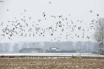 France, Ille-et-Vilaine (35), le polder du Mont-Saint-Michel, mouettes et canards